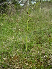 Ophrys insectifera insectifera