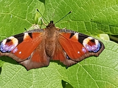Aglais io