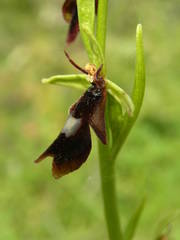 Ophrys insectifera insectifera