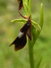 Ophrys insectifera insectifera