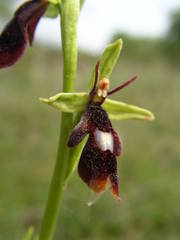 Ophrys insectifera insectifera