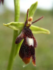 Ophrys insectifera insectifera