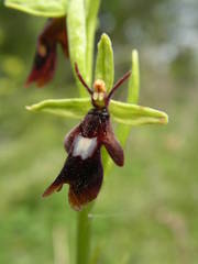 Ophrys insectifera insectifera