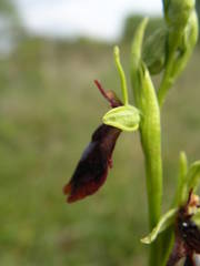Ophrys insectifera insectifera
