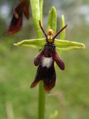 Ophrys insectifera insectifera