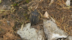 Eurygaster austriaca