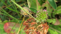 Eurygaster austriaca