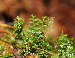 Hymenophyllum australe