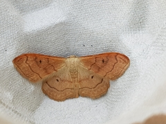Idaea rubraria