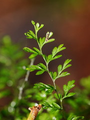 Hymenophyllum australe