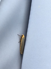 Eilema lurideola