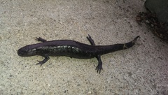 Ambystoma