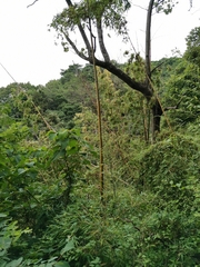 Phyllostachys bambusoides