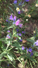 Echium vulgare