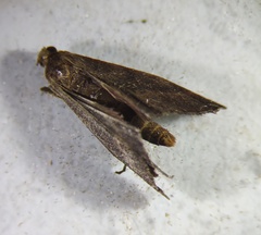 Schreckensteinioidea