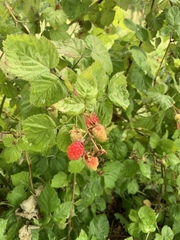 Rubus × loganobaccus