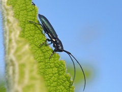 Agapanthiola leucaspis