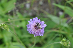 Bombus mesomelas