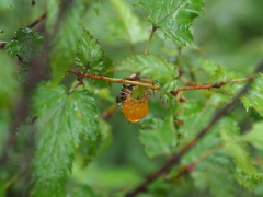 Rubus palmatus