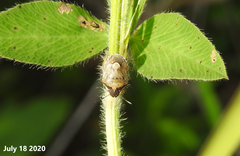 Rubiconia intermedia