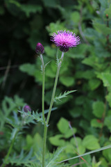 Cirsium maackii