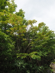 Acer micranthum