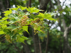 Acer micranthum