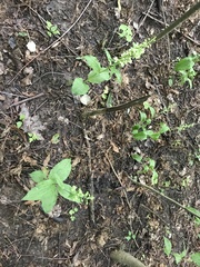 Epipactis helleborine