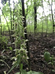 Epipactis helleborine