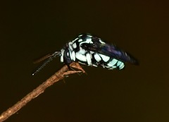 Thyreus himalayensis