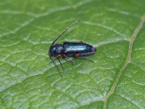 Helladia millefolii