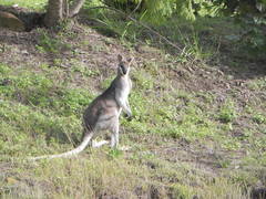 Pretty-Faced Wallaby photo 4