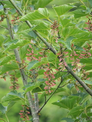 Acer capillipes