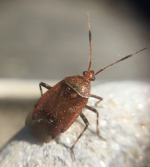 Deraeocoris olivaceus