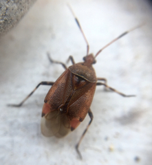 Deraeocoris olivaceus