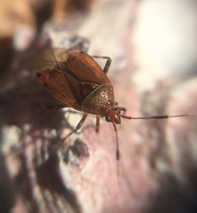 Deraeocoris olivaceus