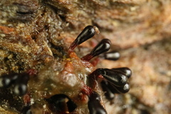 Metatrichia