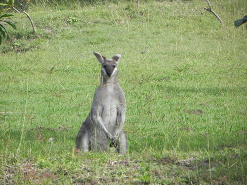 Whiptail Wallaby, photo 9 of 9