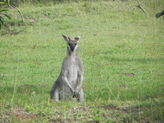 Pretty-Faced Wallaby photo 5