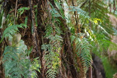 Rumohra adiantiformis