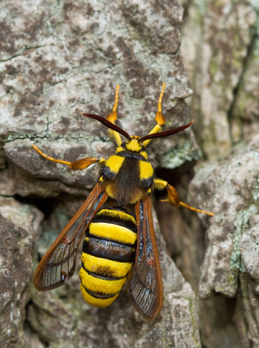 Hornet Moth, Waalwijk, NL-NB, NL, photo 9 of 10