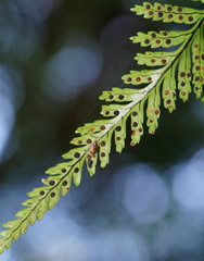 Rumohra adiantiformis