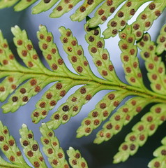 Rumohra adiantiformis