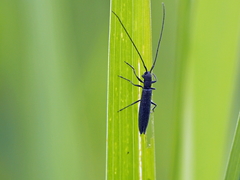 Theophilea subcylindricollis