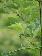 Acer capillipes