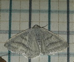 Lomographa platyleucata