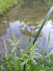 Cyperus pilosus