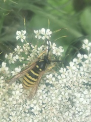 Dolichovespula sylvestris