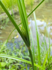 Cyperus pilosus