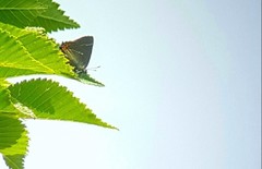 Satyrium w-album